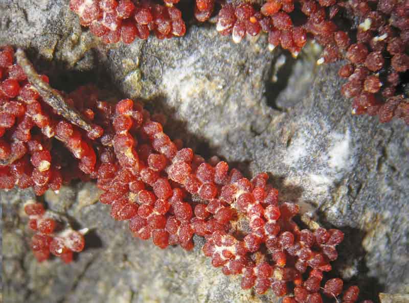 Nectria sp.